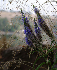 photo "***"