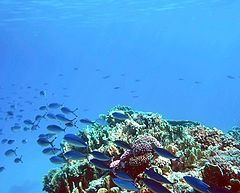 photo "Red Sea"