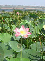 фото "Flower Lotos"