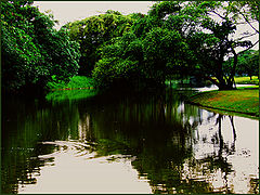 фото "still a stream"