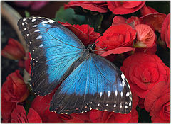 photo "Morpho vitrea"
