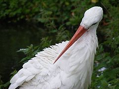 фото "Big bird."