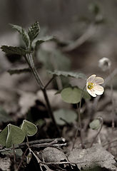 фото "первоцвет"