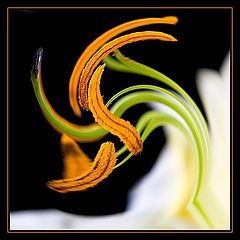 фото "vitality"