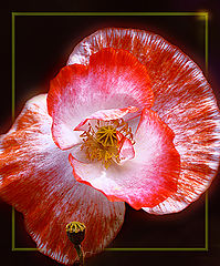 фото "***"