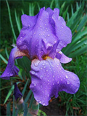 photo "Autumnal Iris"