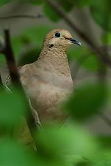 photo "Male Dove"
