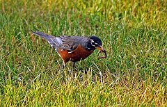 photo "American robin"
