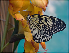 photo "Idea leuconoe"