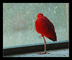 photo "Sad plot"