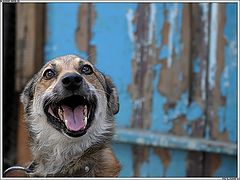 photo "haPPy dOg"