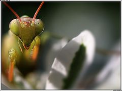 photo "facE"