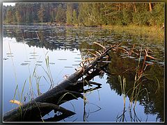 фото "Ствол"