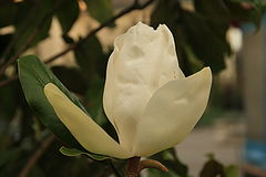 photo "Magnolia"