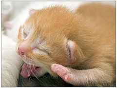 photo "Sleep..."