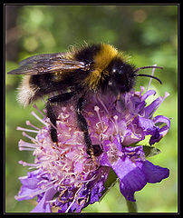 photo "Forest Bumble-Bee"