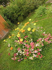 фото "mom's flowers"