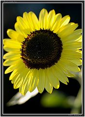 photo "Flower of the Sun"