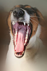фото "Mouth"