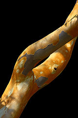 photo "Eucalyptus"