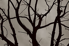 photo "The lees of life"