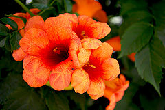 photo "Orange"
