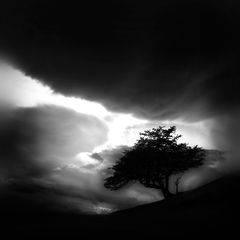 фото "Tree"
