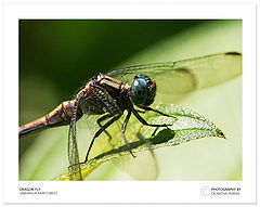 photo "The DragonFly"