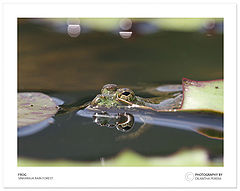 photo "Froggie"