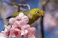 photo "The spring and the bird"
