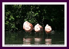 фото "Pretty In Pink"