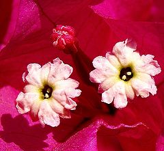 фото "Inside The Flower Soul..."