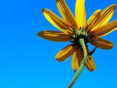 photo "***"