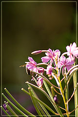 фото "Bee and the flower"