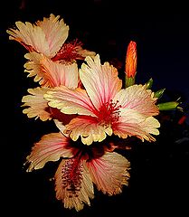 фото "Flowers..."