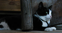 фото "the cat"
