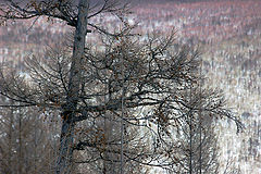 photo "Holdomi"