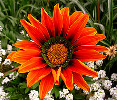 photo "Last summer flower"