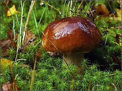 photo "Autumn mushroom"