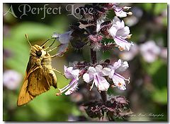 photo "A perfect love !"