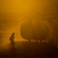 фото "Country life"