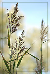 photo "***"