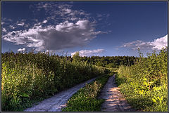 photo "wild grass"