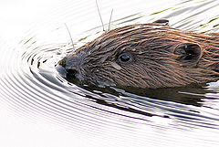 photo "Beaver (Castor fiber)"