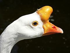 photo "***"