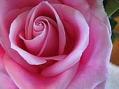 фото "Pink Rose"