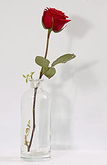 photo "rose"