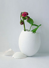 фото "Genetic miracle"