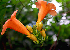 photo "Orange blur"