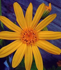 photo "Rudbeckia "Golden Glow""